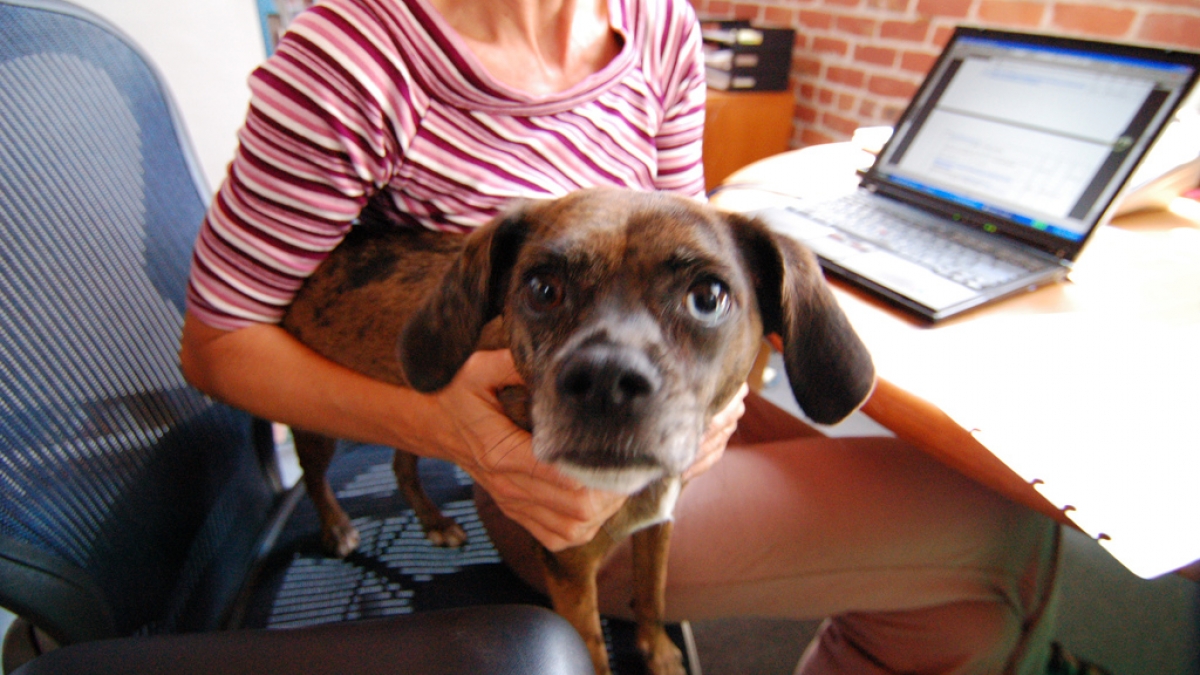 Why We Love Dogs In The Office 193194469 557378c2a4 b