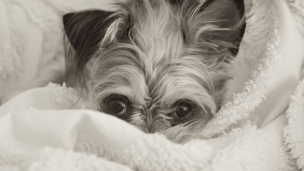And Now, Cute Sleepy Animal GIFs 8148715680 05c6554257 b