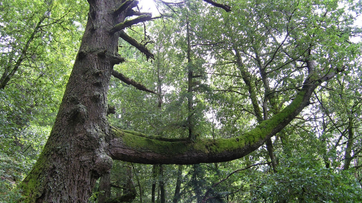 tree growing on a tree