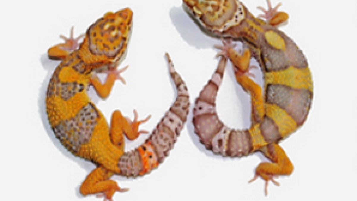 geckos