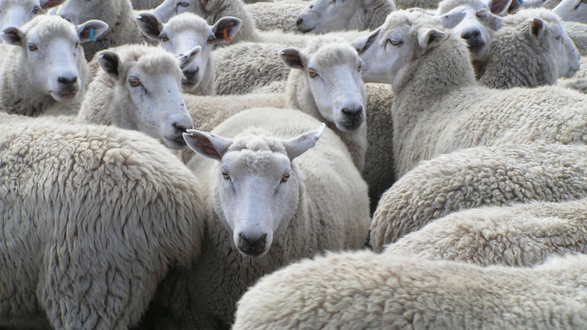sheep herd